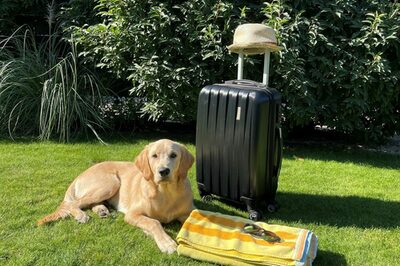 Ein Hund sitzt neben einem Strandtuch und vor einem Koffer. Am Koffergriff hängt ein Sonnenhut. Das Bild ist draußen aufgenommen.