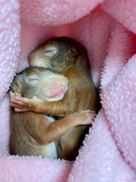 Zwei Eichhörnchen-Babys