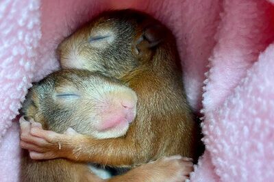 Zwei Eichhörnchen-Babys kuscheln in einem Handtuch.