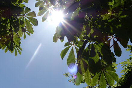 Kastanien im Sonnenschein