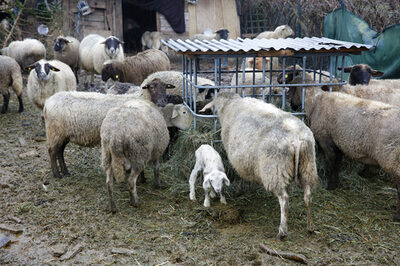 Eine Herde von Schafen