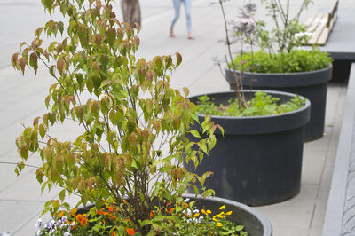 Große Kübel mit Pflanzen stehen in der Innenstadt.
